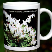 mug dicentra 8128.jpg